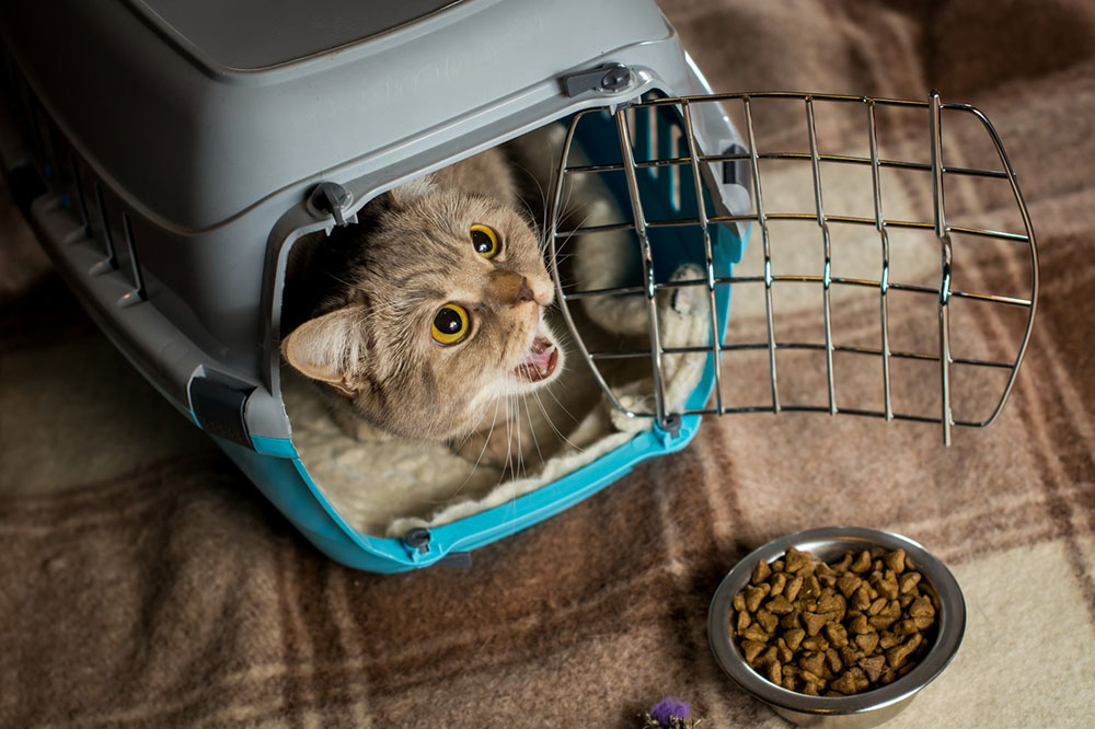 A Guide to Flying with Your Cat