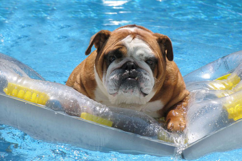Diet Tips Every Dog Owner Should Follow