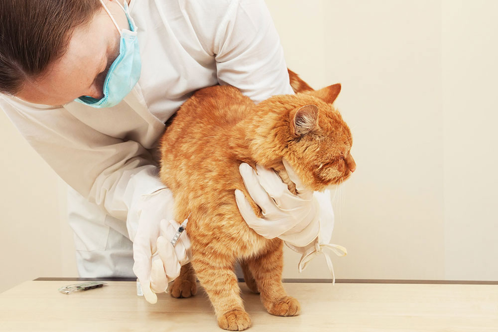 Diet Tips to Follow If Your Cat is Diabetic