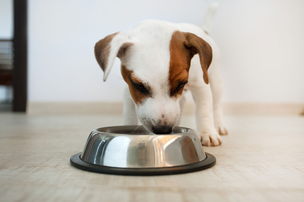 Signs and Causes of Food Allergies in Dogs
