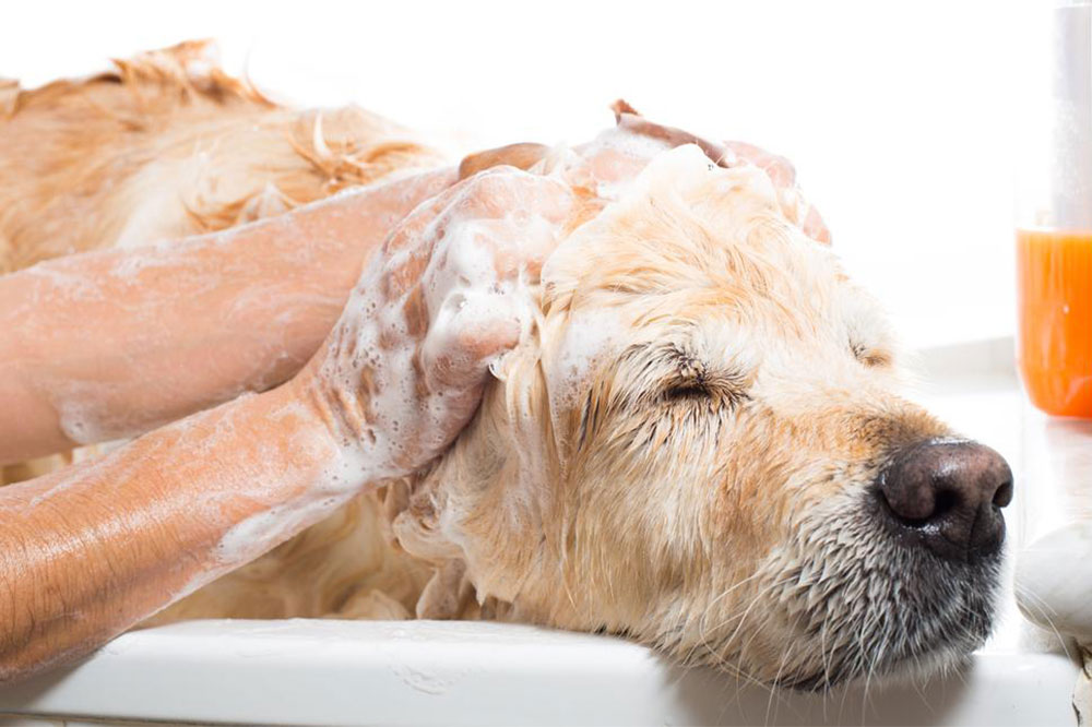 5 Homemade Shampoo Ideas for Dealing with Fleas and Ticks