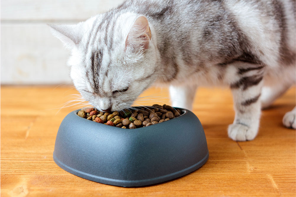 5 Tips to Choose Healthy Cat Treats