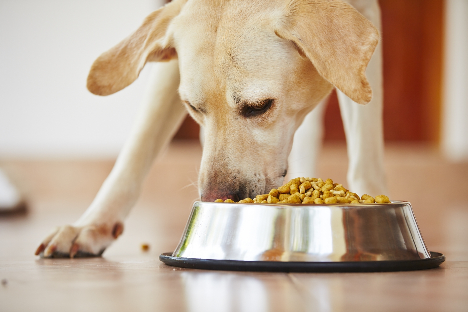 7 Harmful Foods for Dogs